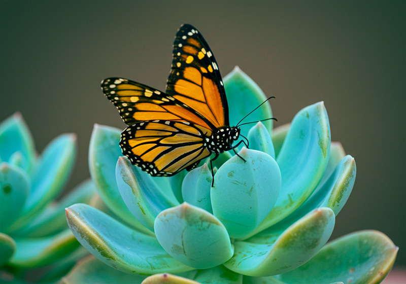After - a monarch butterfly with vibrant orange wings resting on an aqua-colored succulent plant