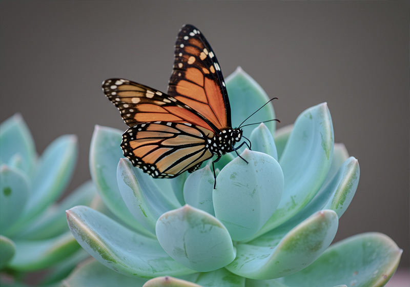 Before - a monarch butterfly with vibrant orange wings resting on an aqua-colored succulent plant