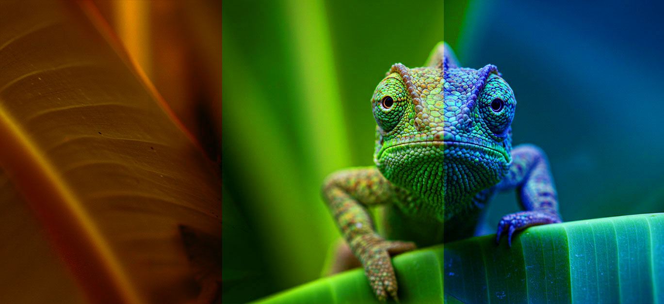 Color presets for professional color grading in Lightroom, shows a color graded image of a chameleon on a leaf.
