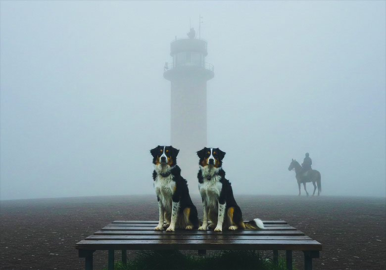 before - two dogs sitting on a platform misty background