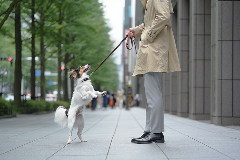 street photograph of a city sidewalk scene shows a person holding a dog on a leash