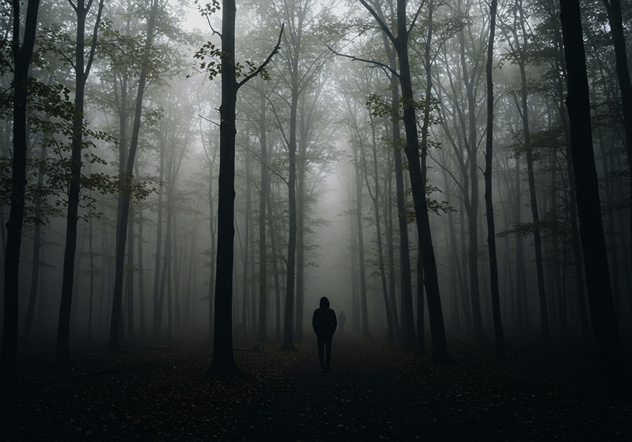 before - moody landscape photo of a dense forest shrouded in thick fog