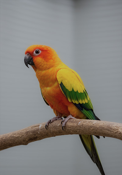 before - parrot with bright orange head and chest