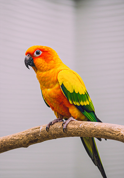 with preset - parrot with bright orange head and chest