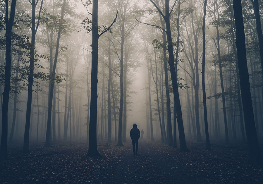 with preset - moody landscape photo of a dense forest shrouded in thick fog